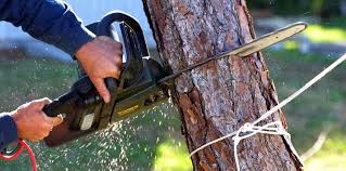 Best Organic Lawn Care Solutions  in Elk Ridge, UT