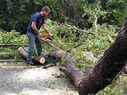 Best Root Management and Removal  in Elk Ridge, UT