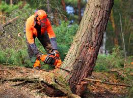 Trusted Elk Ridge, UT Tree Removal Experts