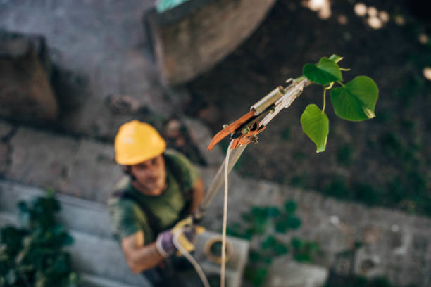 Best Tree Risk Assessment  in Elk Ridge, UT