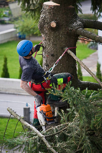 Best Leaf Removal  in Elk Ridge, UT