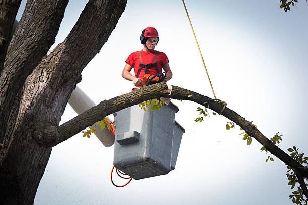 Best Root Management and Removal  in Elk Ridge, UT