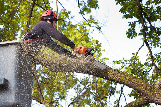 Best Hedge Trimming  in Elk Ridge, UT