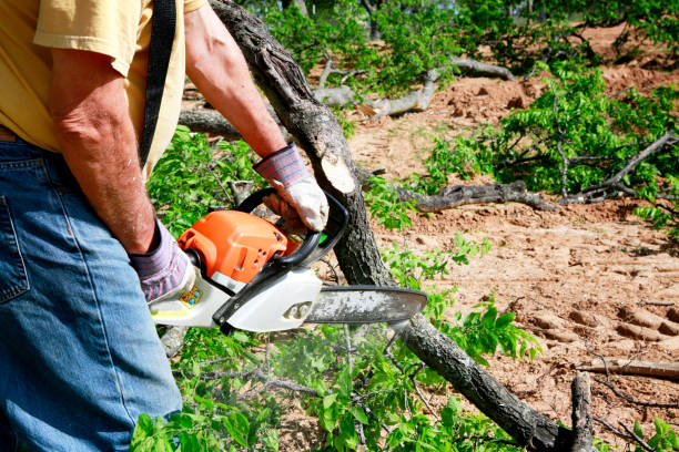 Best Storm Damage Tree Cleanup  in Elk Ridge, UT